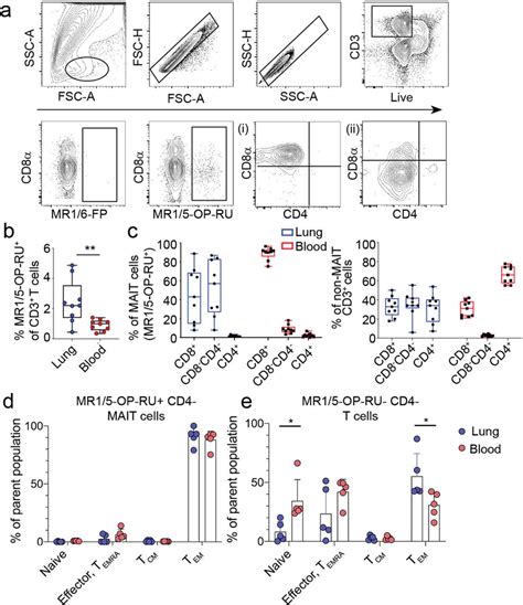 MR1 Tetramer MAIT Cells Are An Abundant T Cell Subset In The Human