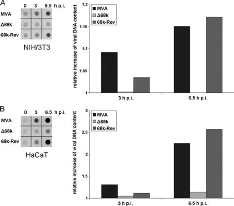 Analysis Of Viral Dna Replication Nih T Cells A Or Hacat B Cells