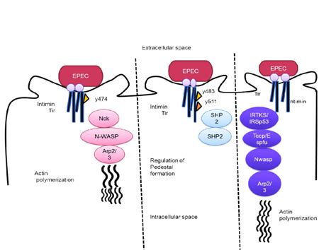 Escherichia Coli That Is Enteropathogenic Uses Specific Polymeric Actin Download Scientific