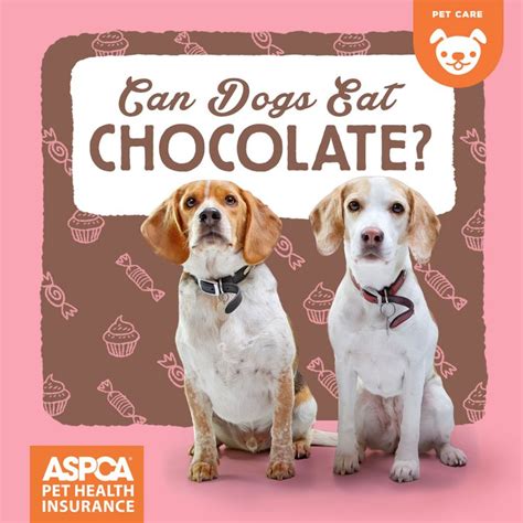 Can Dogs Eat Chocolate | Dog ate chocolate, Dog care, Pet poison