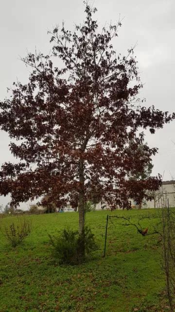 Quercus Rubra Ch Ne Rouge D Am Rique Conteneur De Litres