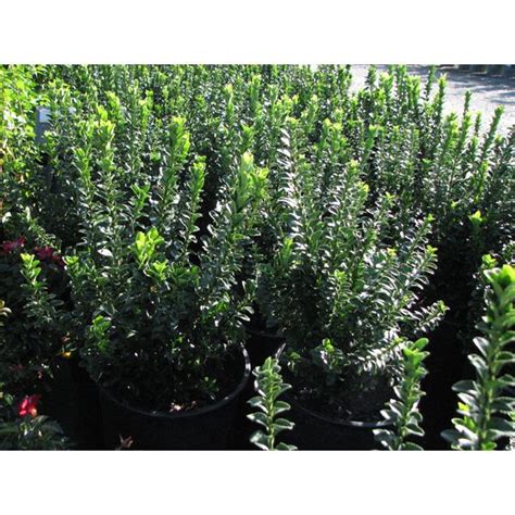 Euonymus Japonicus Greenspire Plants Patio Trees Types Of Soil