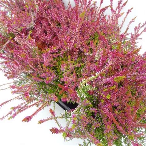 Calluna Vulgaris Garden Girls Bonita — Plant Wholesale Floraccess