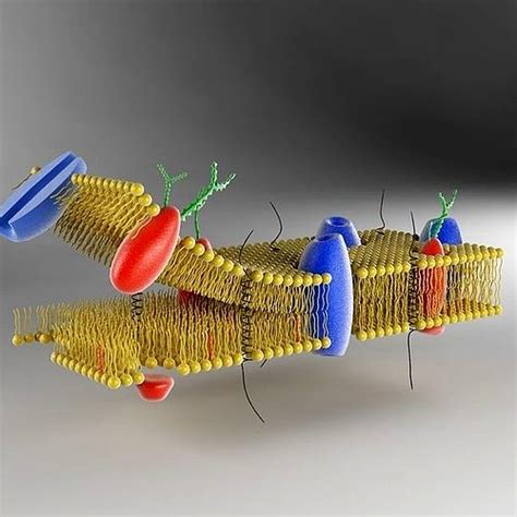 Cell Membrane D Model