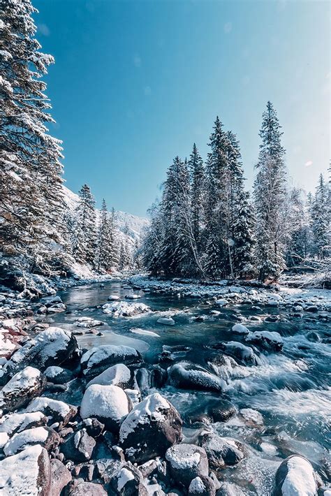 Rivers with Snow covered Fir trees forest, winter season, Kucherla ...