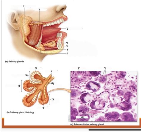 Salivary Gland And Histology Flashcards Quizlet