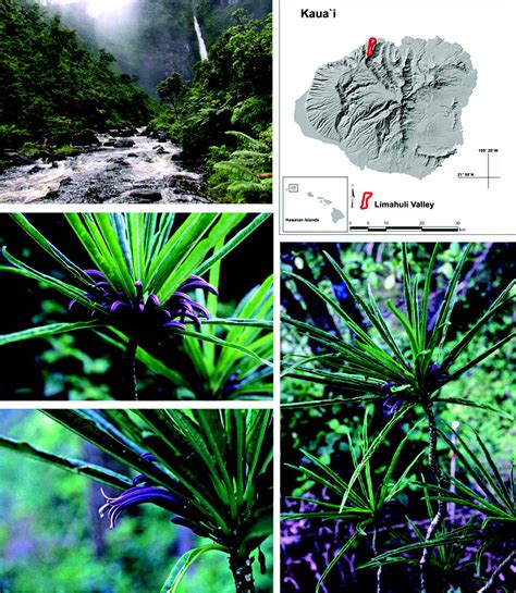 Cyanea Kuhihewa Rediscovering One Of Hawaiis Rarest Trees Apga