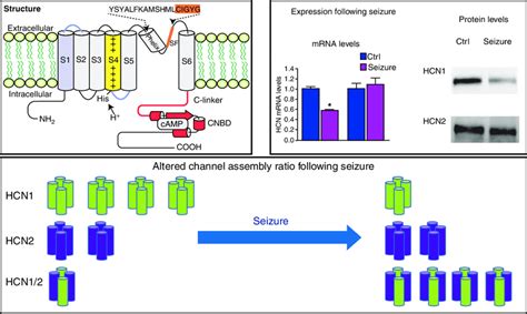 Abnormal Hyperpolarization Activated Cyclic Nucleotide Gated Ion Hcn