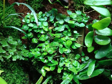 Tropical Vivarium Plants 19 Wonderful Plants For Your Habitat Atelier Yuwa Ciao Jp