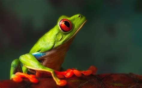 Download Animal Red Eyed Tree Frog Hd Wallpaper