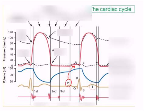 EKG And Cardiac Cycle Diagram Quizlet