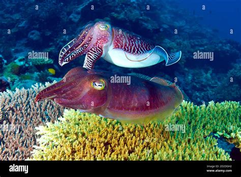 Pair Off Broad Club Cuttlefish Sepia Latimanus Flashing Color Changes