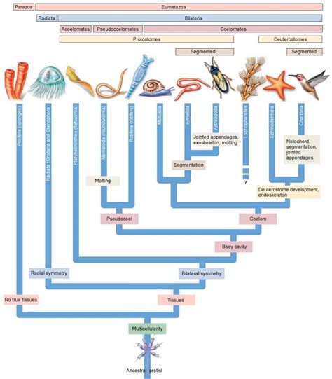 Animal Phyla Characteristics Chart