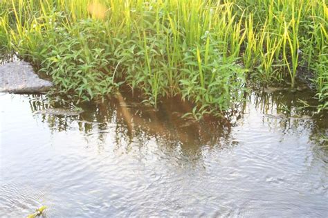 Premium Photo A Green Plants Growing In Water