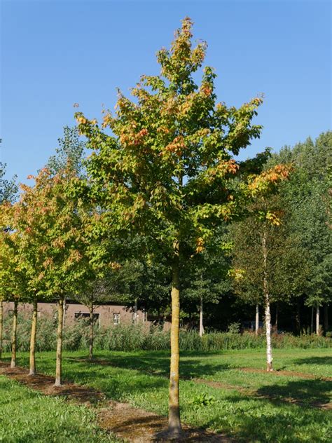 Acer Cissifolium Vine Leaved Maple Van Den Berk Nurseries