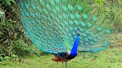 Beautiful Peacock Dance In Rain Dailymotion Video Dailymotion