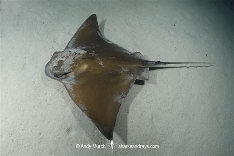 Common Eagle Ray Myliobatis Aquila