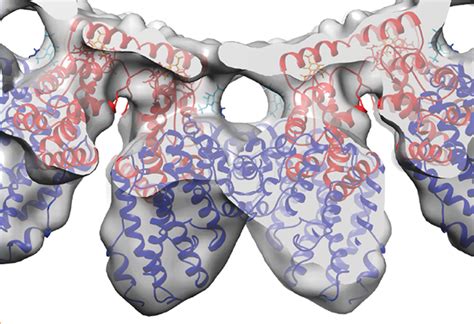 How cells have got molecules surrounded | EMBL