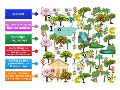 Mi Sistema Agroforestal En Un Terreno Con Desnivel Labelled Diagram