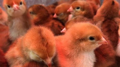 Chicks Flock To Tractor Supply Youtube