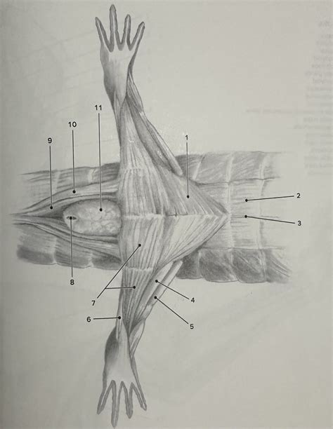 Diagram Of Figure 6 14 Necturus Ventral Trunk And Hindlimb Quizlet