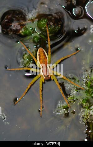 Raft or swamp spider UK Stock Photo - Alamy