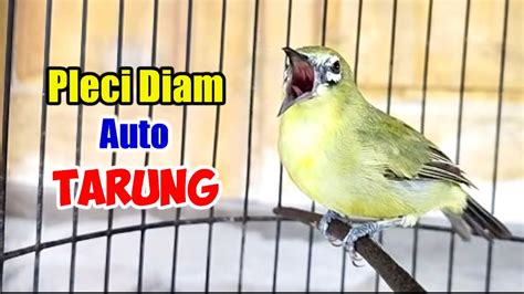 Suara Pancingan Pleci Ngalas Gacor Sangat Cocok Untuk Melatih Pleci