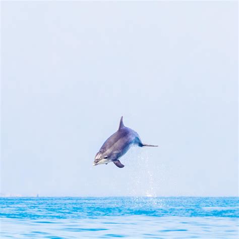 Les Dauphins Et Al Lark Saint Malo Baie Du Mont Saint Michel Tourisme