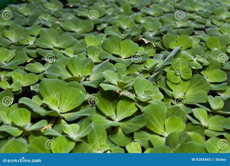 Duckweed Stock Image Image Of Plant Flower Water Green 8285843