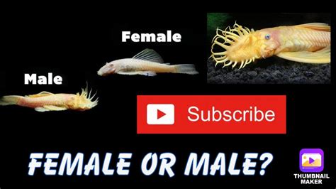 How To Sex Bristlenose Catfish Youtube