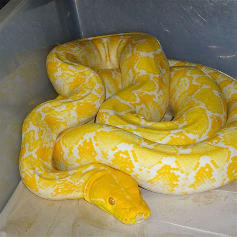 Albino Reticulated Python