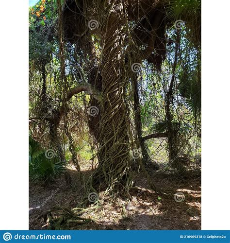 Vine Covered Tree Stock Photo Image Of Wilderness Plant 216969318