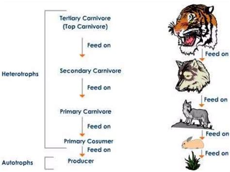 The terrestrial habitat | PPT