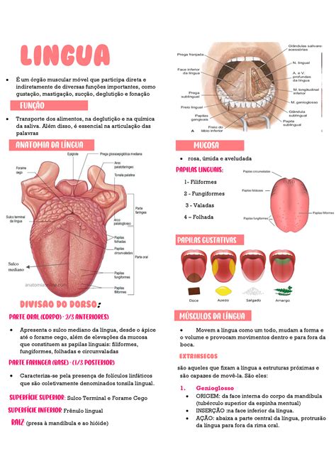 Anatomia Da Lingua é De Oodontologia Lingua É Um órgão Muscular