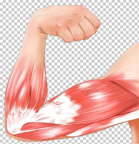 Muscle Contraction Arm Biceps Strain PNG Clipart Abdomen Actin Arm