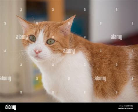 Closeup Of Ugly Domestic Ginger Tabby House Cat Felis Catus With Offset