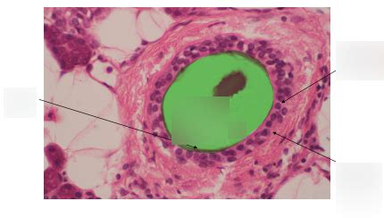 Stratified Cuboidal Epithelium Diagram | Quizlet