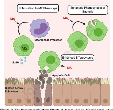 Figure 1 From The Immunomodulatory Effects Of Macrolide Antibiotics In