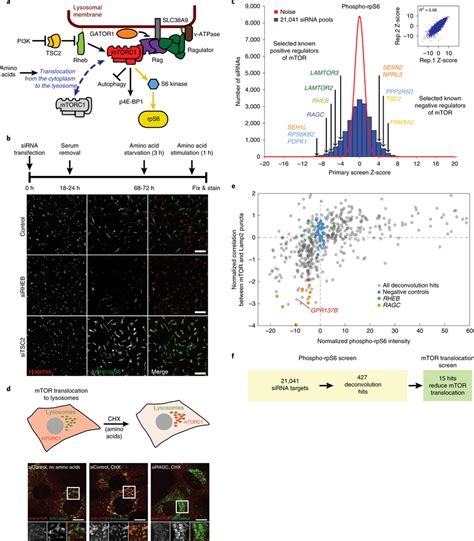 A genome-wide siRNA screen in human primary fibroblasts identifies ... 