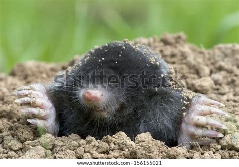 Mole Talpa Europaea Stock Photo 156155021 | Shutterstock