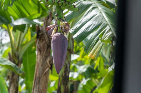 Saint Lucia West Indies – Jack Beverloo