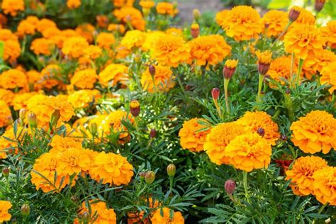 Tagetes Marigold