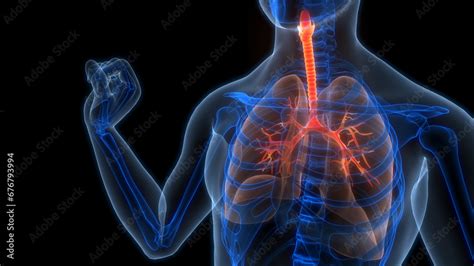 Human Respiratory System Lungs Anatomy Stock Illustration | Adobe Stock