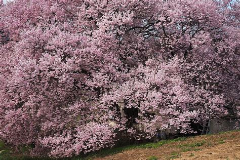 ★伊那谷の桜（3）【伊那市ますみヶ丘の桜】2017 へそまがり姫 あっちこっち