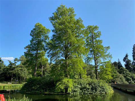 Dawn Redwood Seeds – Superlative Trees