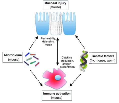 Factors Involved In Ibd Pathogenesis And The Application Of Model