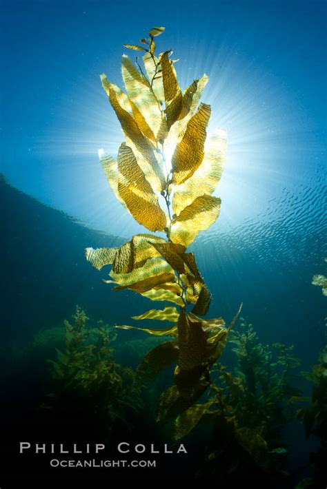 Giant Kelp Macrocystis Pyrifera San Clemente Island California