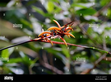 Phormium Tenax Flower Hi Res Stock Photography And Images Alamy