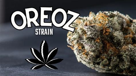 Oreoz Strain All Information You Need To Know