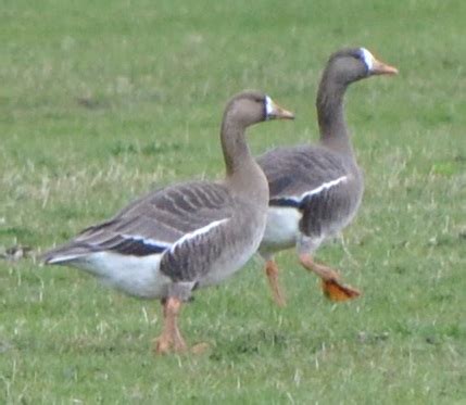 Bird of the Day: Greater White-fronted Goose